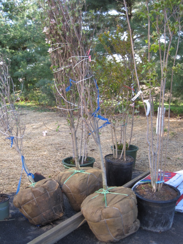 Landscaping