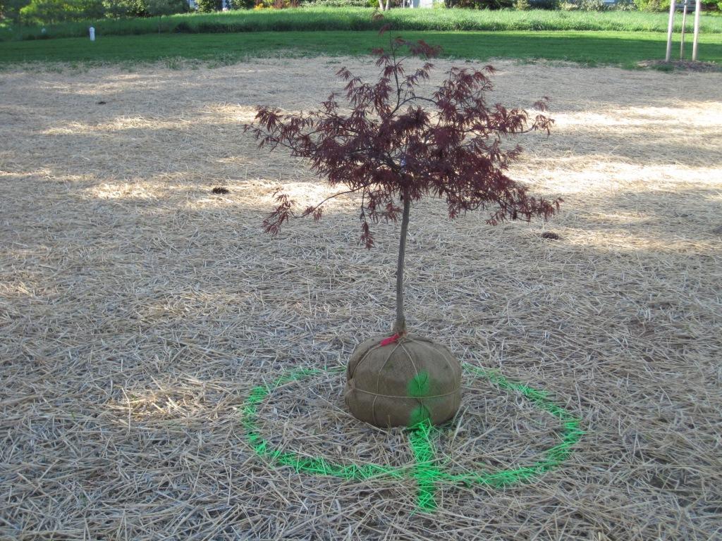 Landscaping