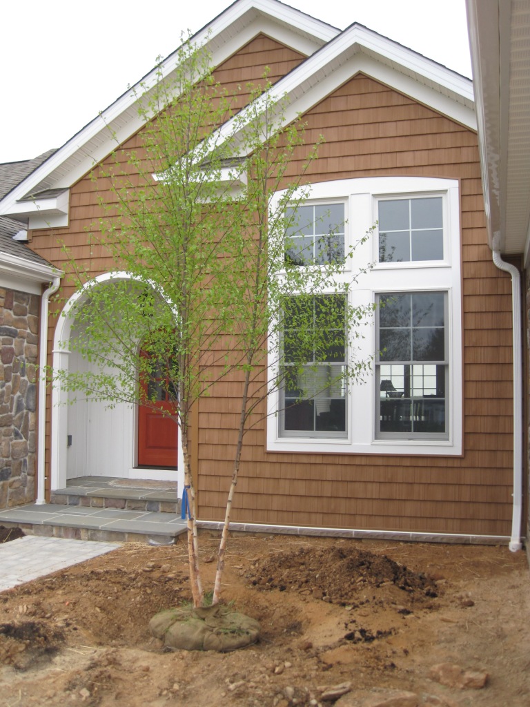 The River Birch