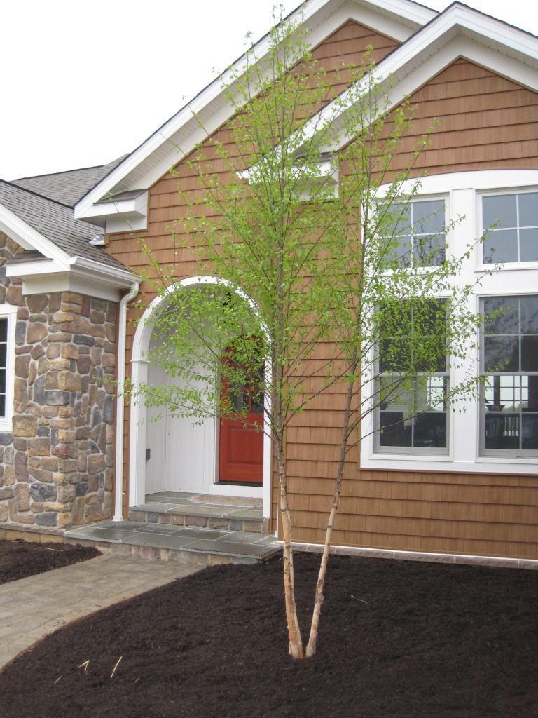 The River Birch