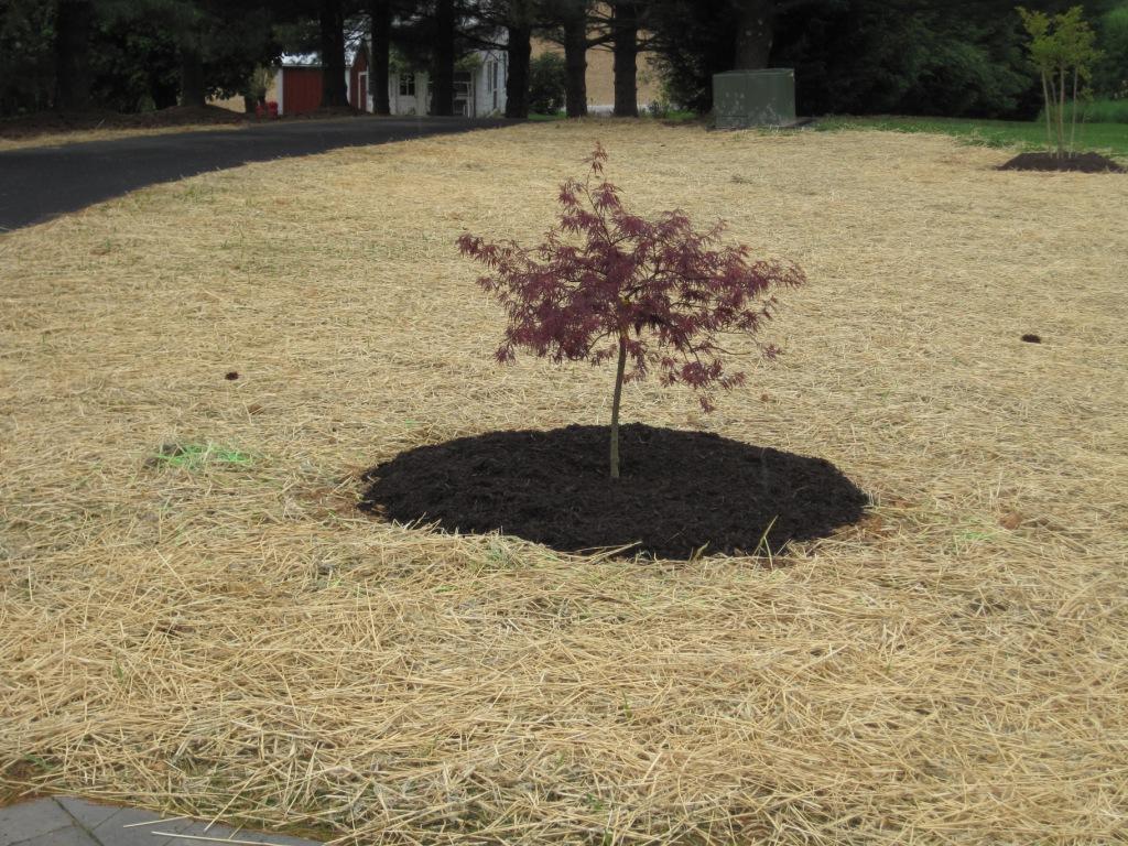 The Japanese Maple