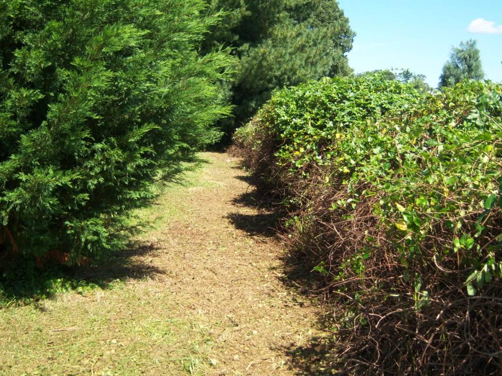 Hedge Row