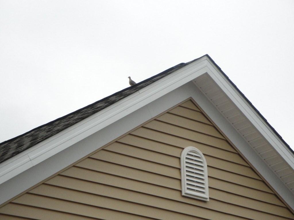 Doves