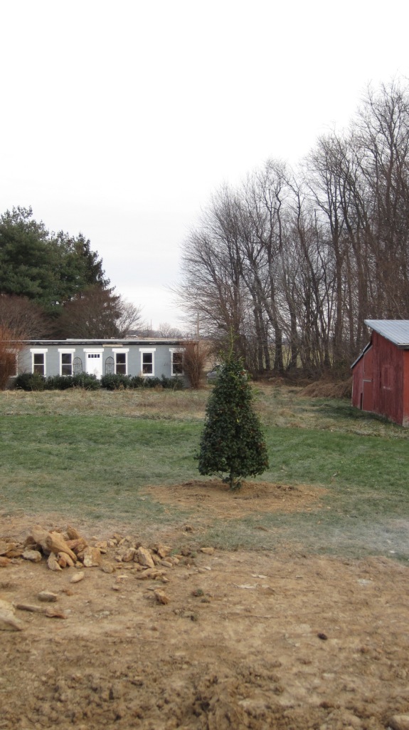 Holly Tree