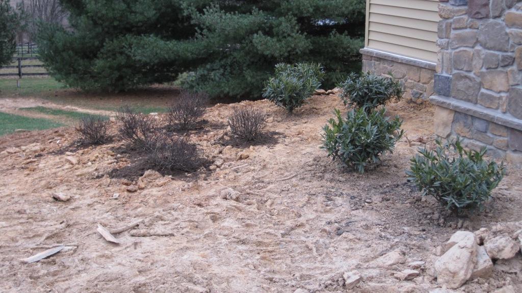 Shrubs