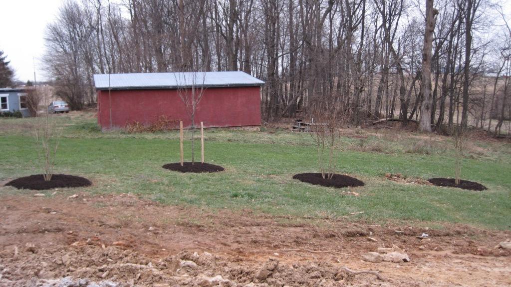 Trees Mulched
