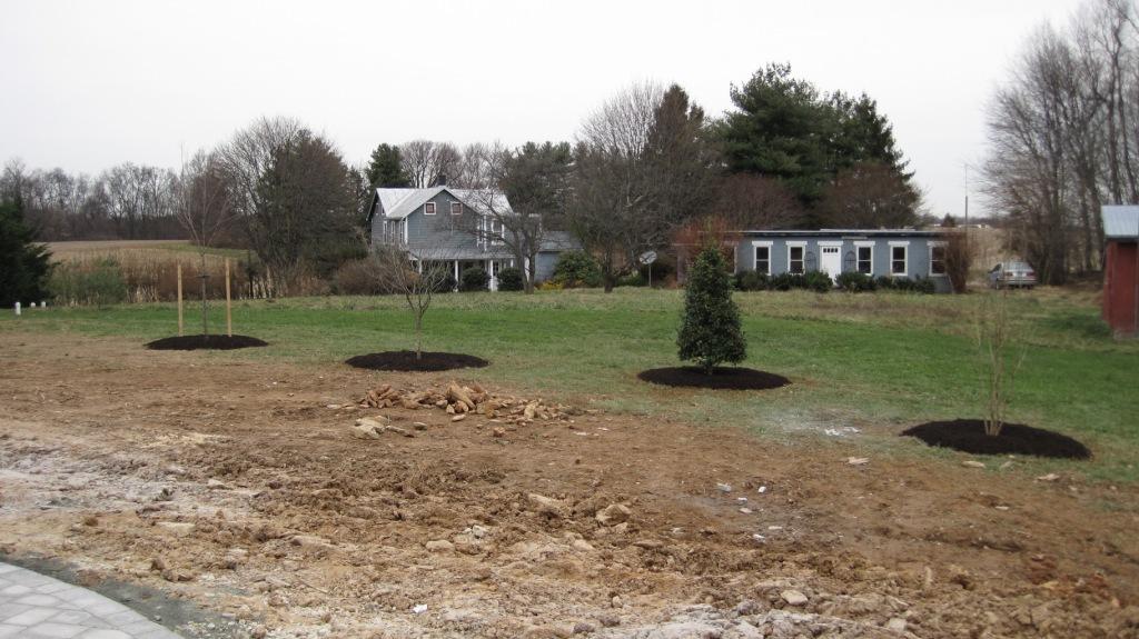 Trees Mulched