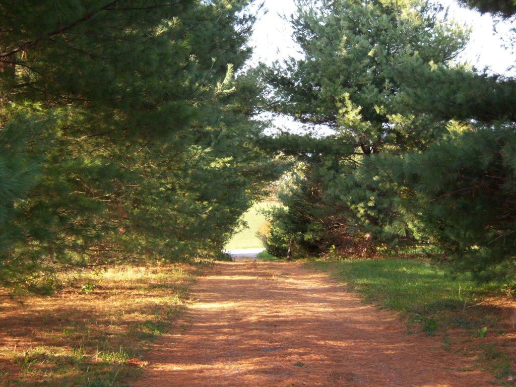 Driveway View